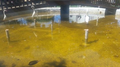 Piripá: fonte luminosa da praça da igreja contribui à proliferação do Aedes Aegypti